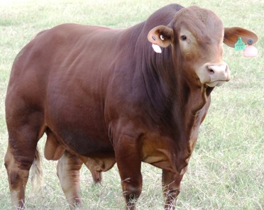 Bryvonlea Heckstar Lot 144